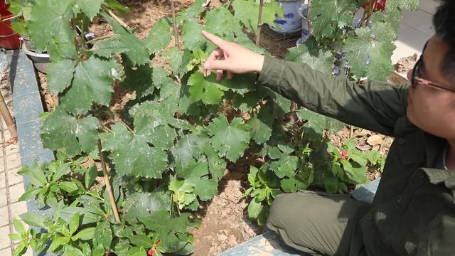 自家葡萄长得不美观什么原因,为什么自家种的葡萄不容易一起熟