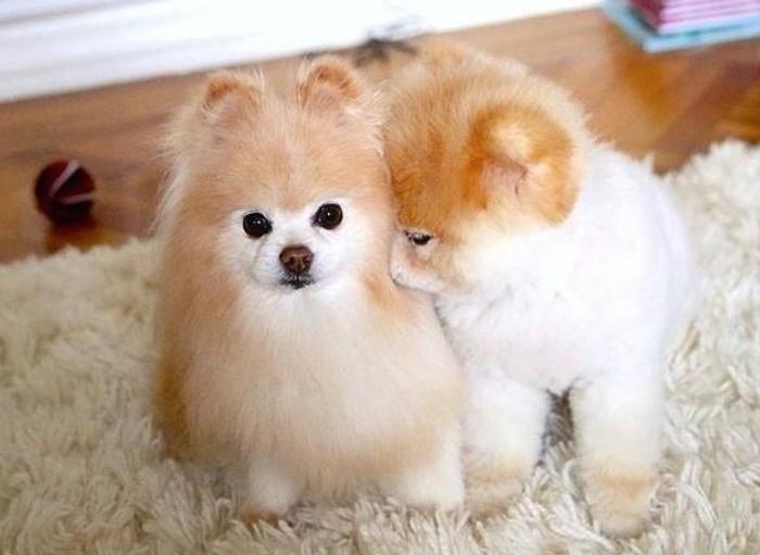 母狗为什么容易双排牙,母狗为啥也会到处流尿