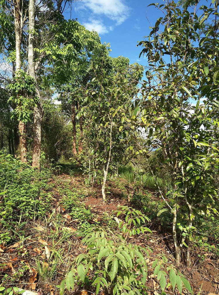 普洱茶十大名山图片高清,普洱茶名山名寨排名一览表