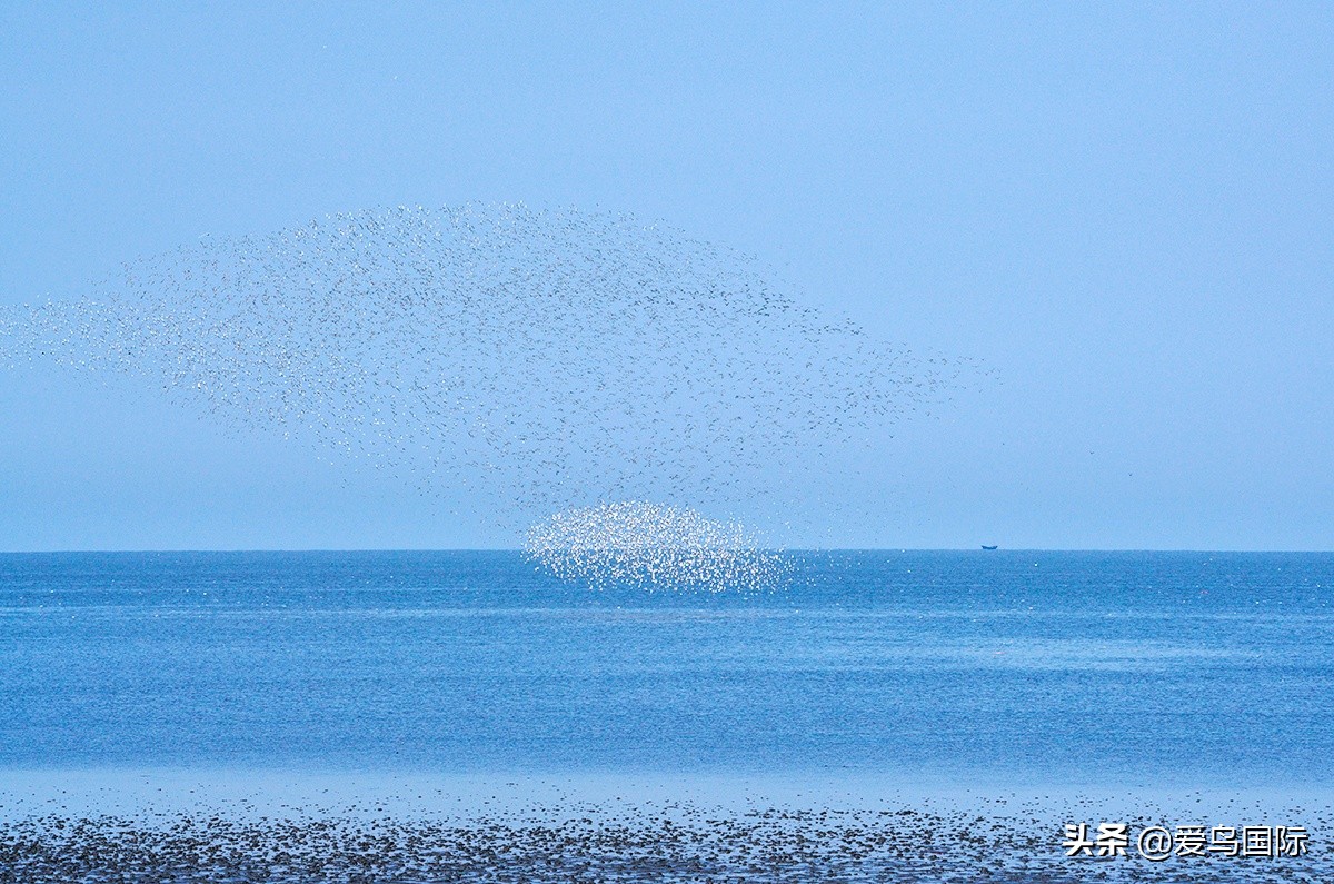 鸟类最好看的照片,100张绝美鸟类图片