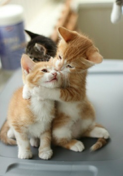 经典笑话大全关于动物,野外遇到老虎的笑话