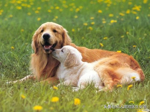 安爸告诉您如何保护狗狗的牙齿,安爸教你为什么狗狗身上会有黑斑