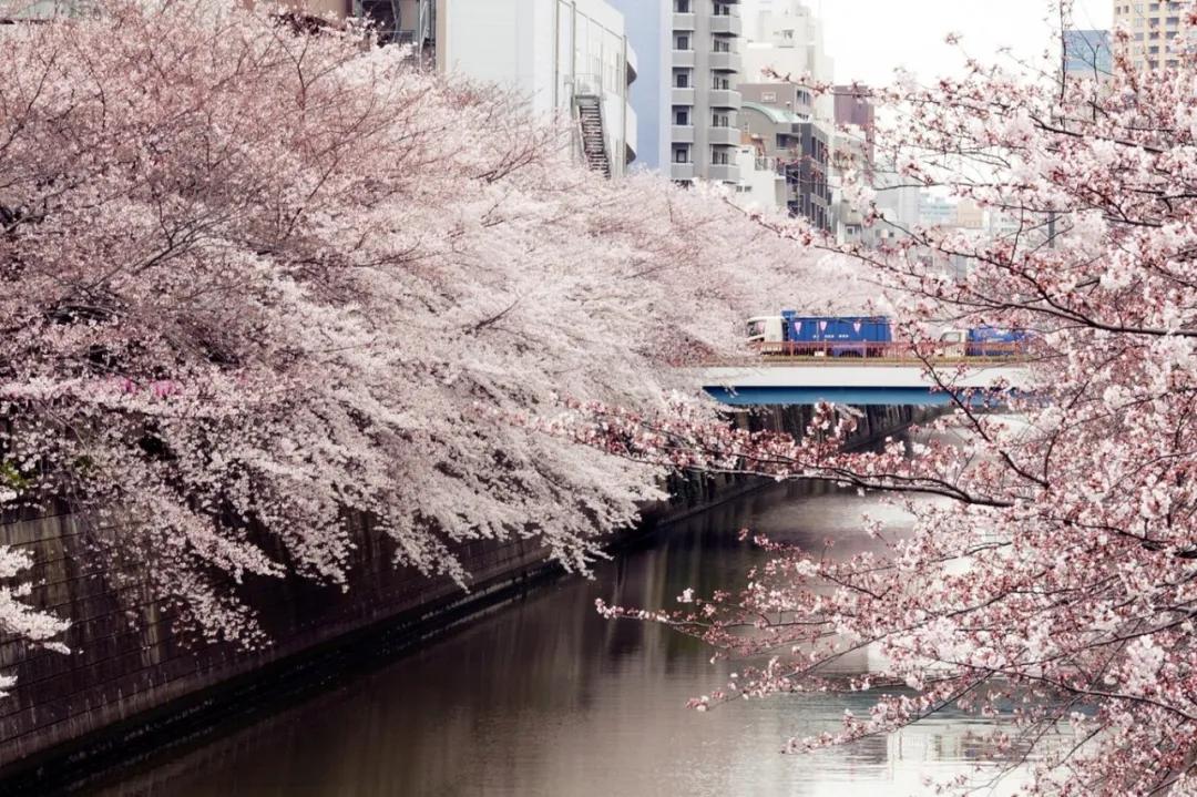 樱花前线2022年,2022第一场樱花