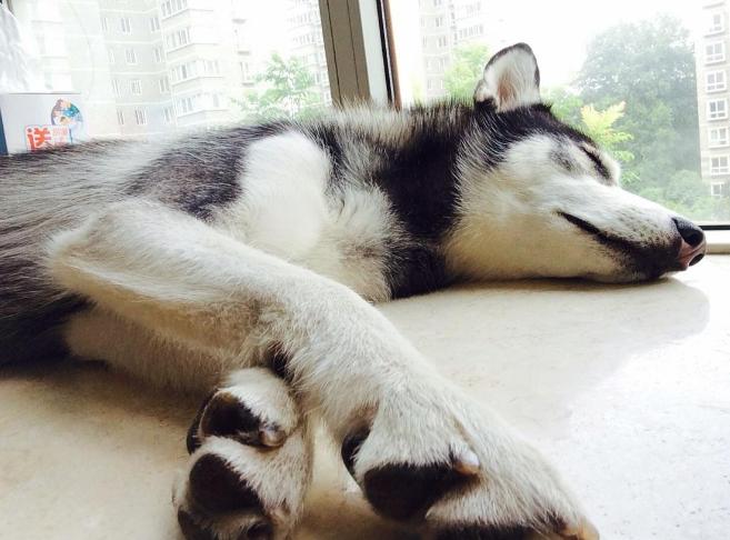 狗狗健康指数监测,如何从狗狗粪便判断狗狗是否健康