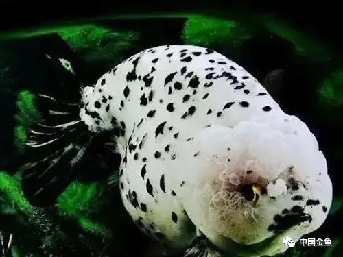 冬天养鱼注意事项和禁忌,冬季养鱼怎么让鱼安全越冬