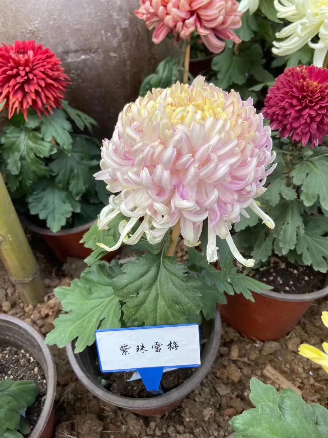 武汉市第40届菊展分展点,武汉市第三十五届金秋菊展