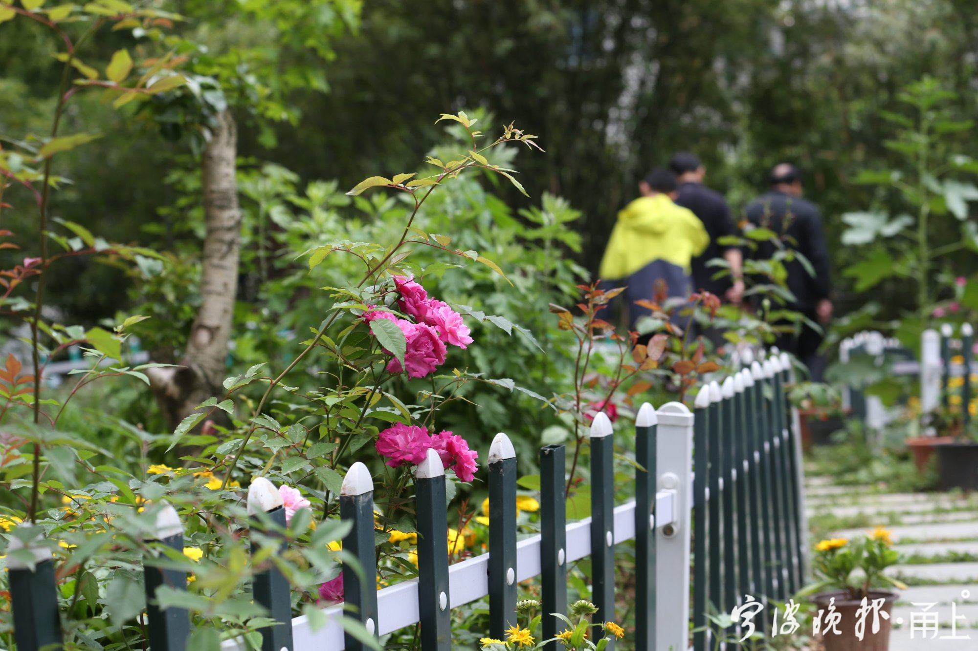 开门见山水的院子,邻里花园宁波