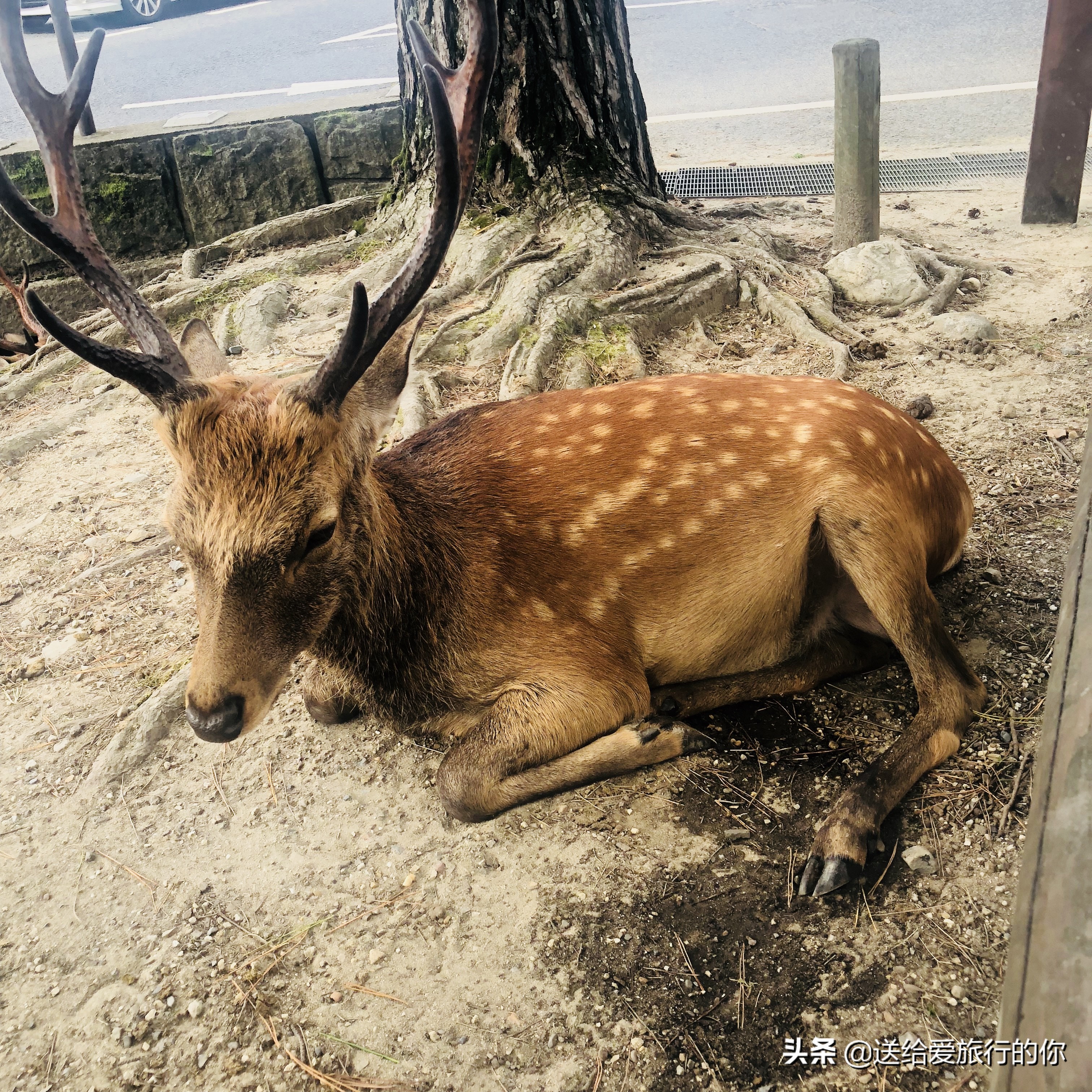 在日本的中心观日本（附详细行程）