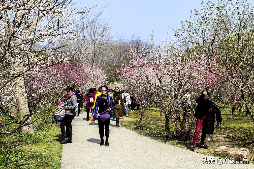 南京第一梅山,南京梅山和梅花山