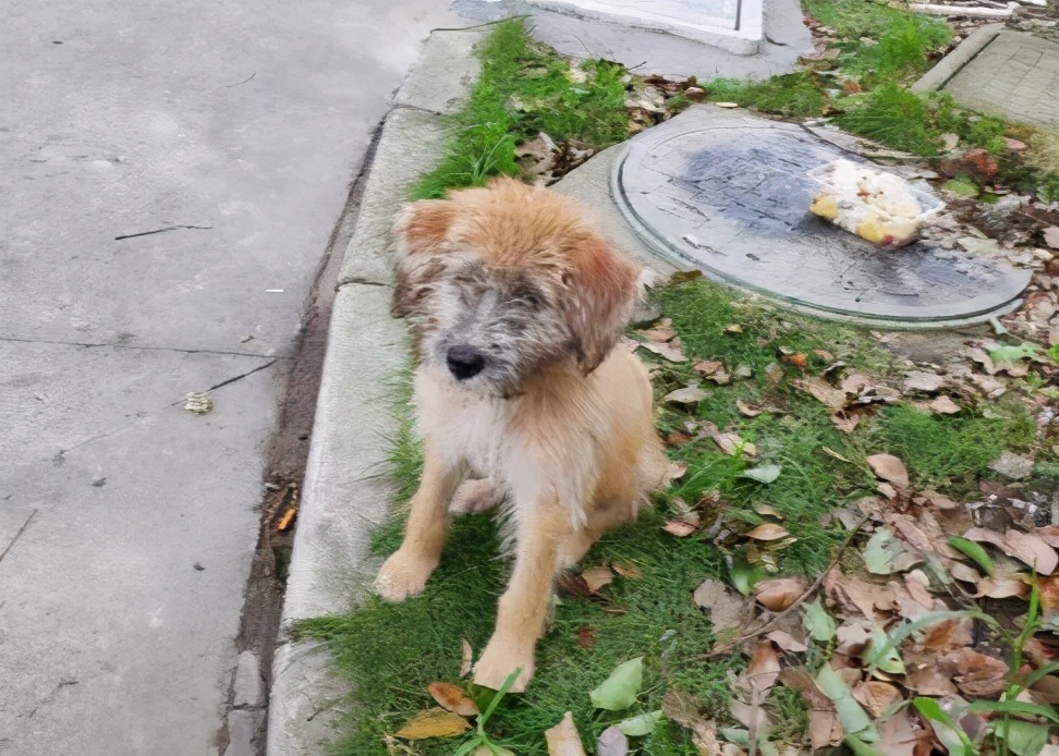 怎么养一只纯种土狗,如何养好一只土狗