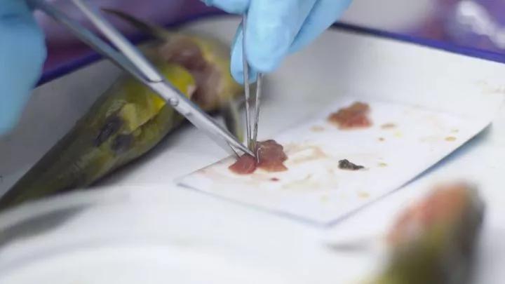 黄颡鱼裂头病,黄颡鱼烂身病的治疗方法