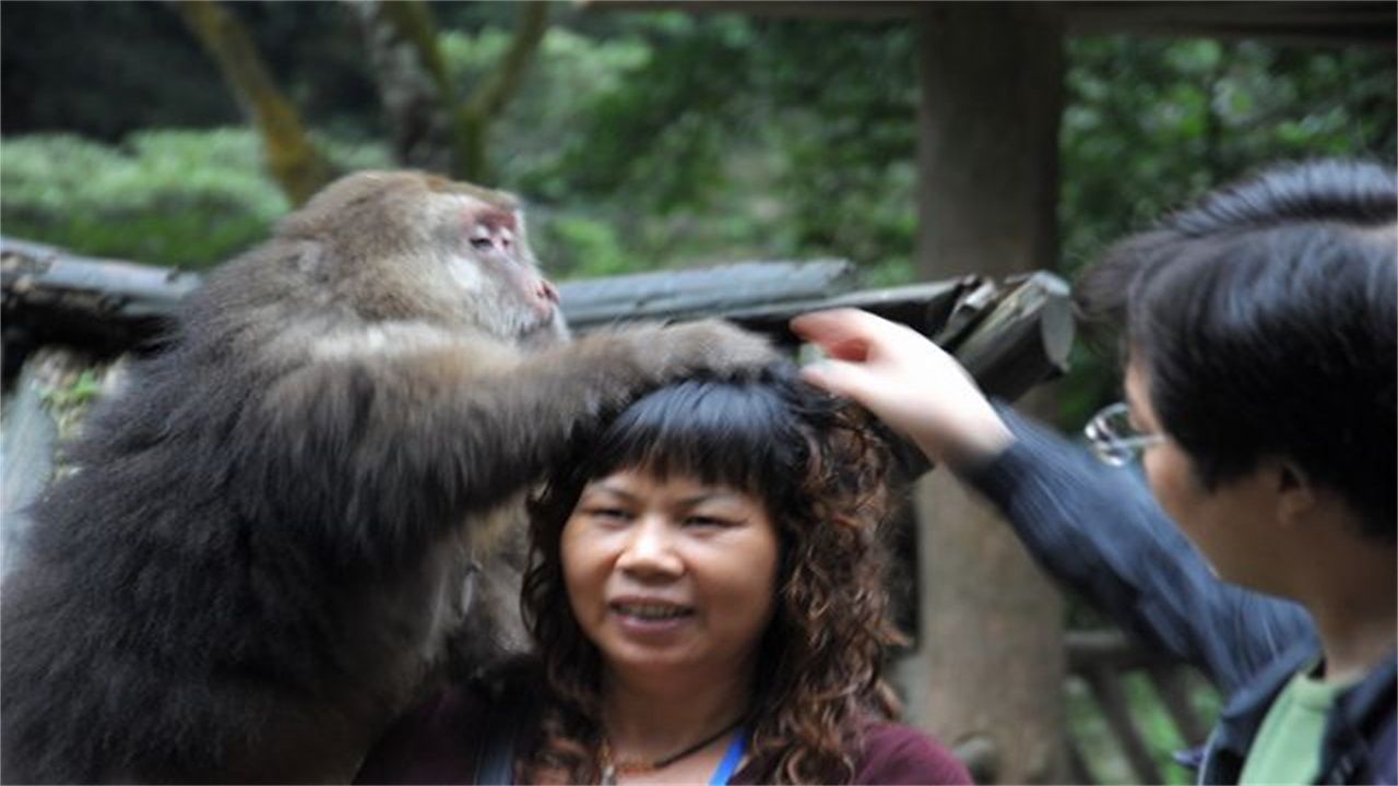 对付峨眉山猴,去峨眉山拿什么对付猴子
