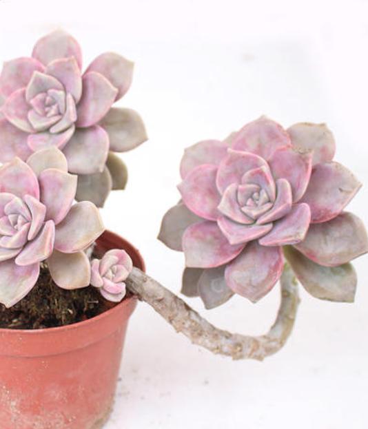 别被多肉假老桩“欺骗”,和真老桩不在一个档次,价格差几倍