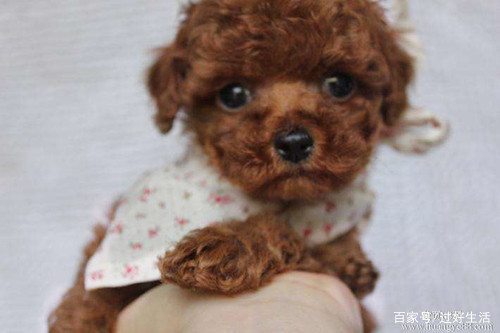 泰迪流脓鼻涕怎么治疗,泰迪有点流鼻涕怎么办