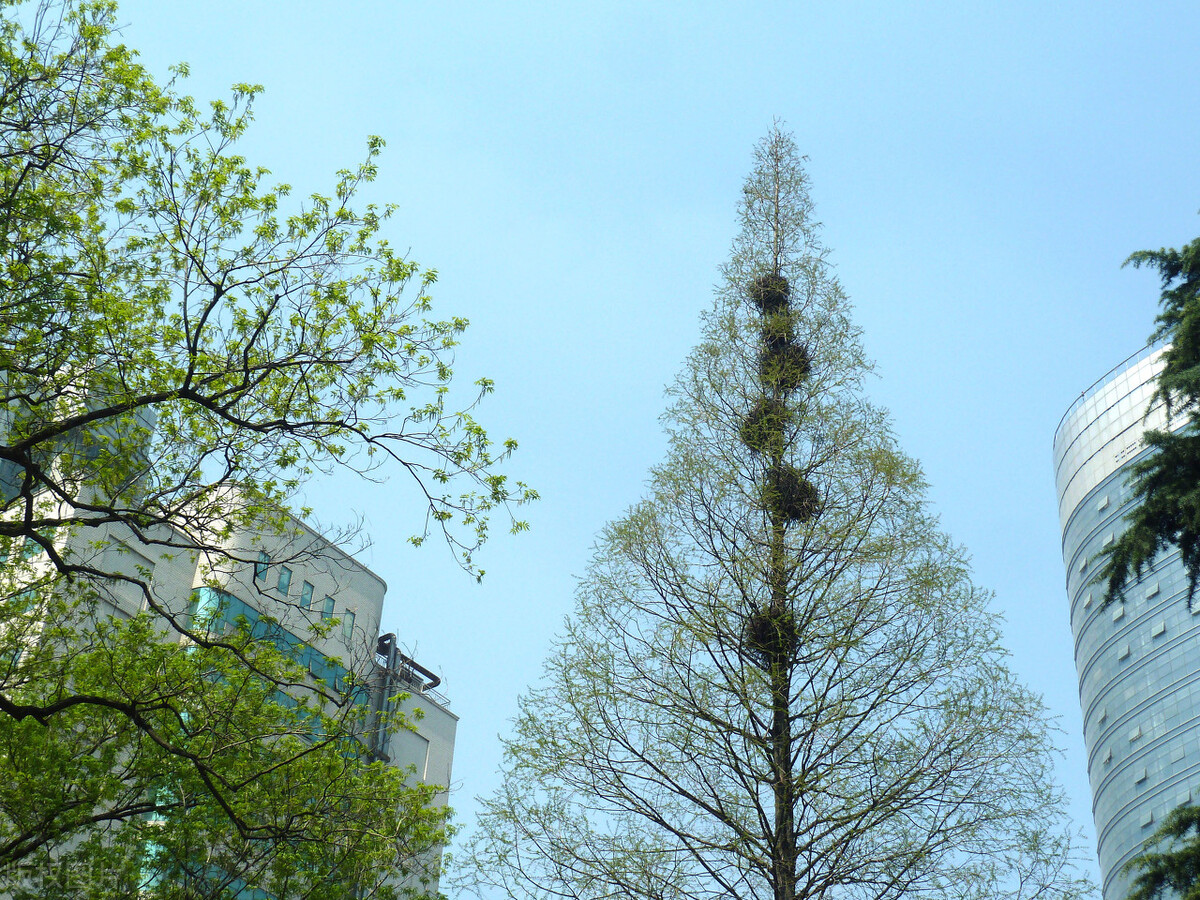 写出好诗的六大要素,如何写好诗的方法和技巧