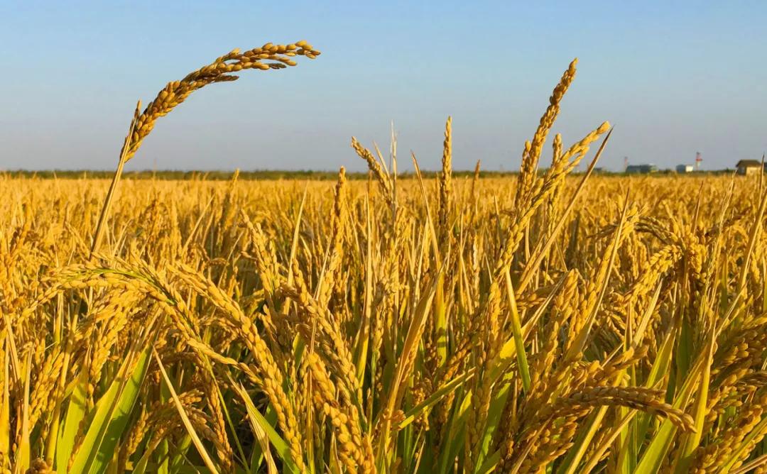 公母螃蟹哪种最好吃,最便宜的螃蟹哪里最好吃