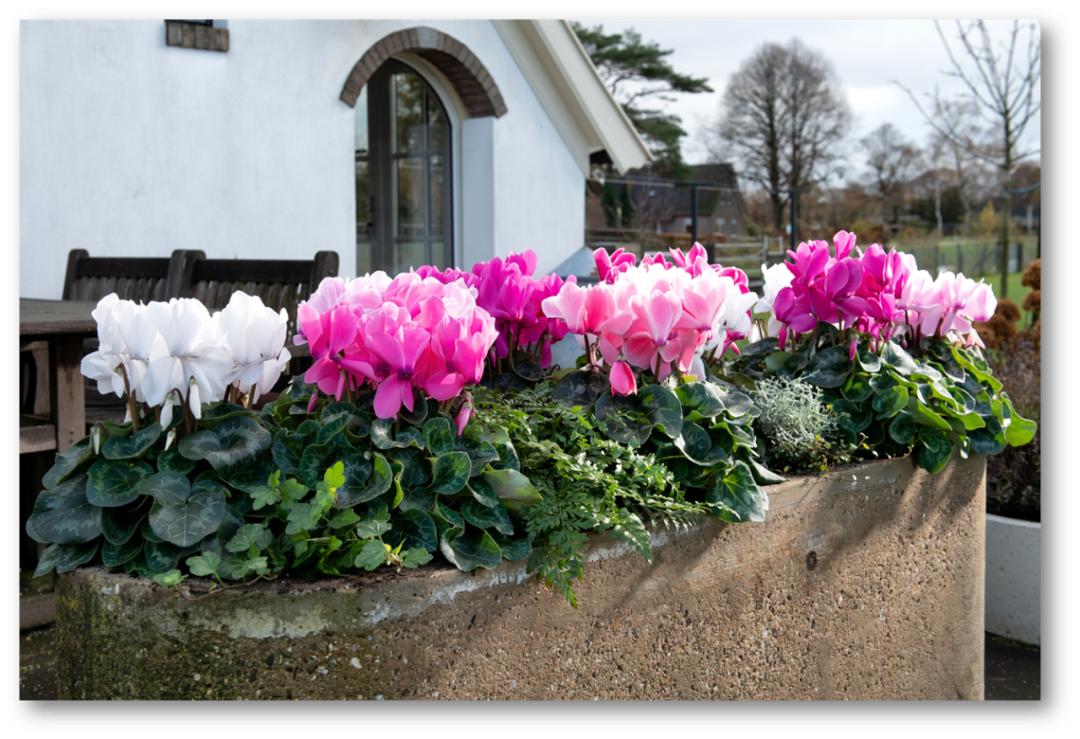 如果放在动物界，这种花就是猛犸象般的神奇存在