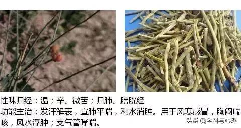 史上最全中草药图谱（附主治功效）（一）