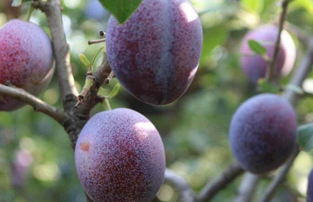 伽师西梅和法兰西西梅是同一个吗,伽师新梅和新疆西梅有啥区别