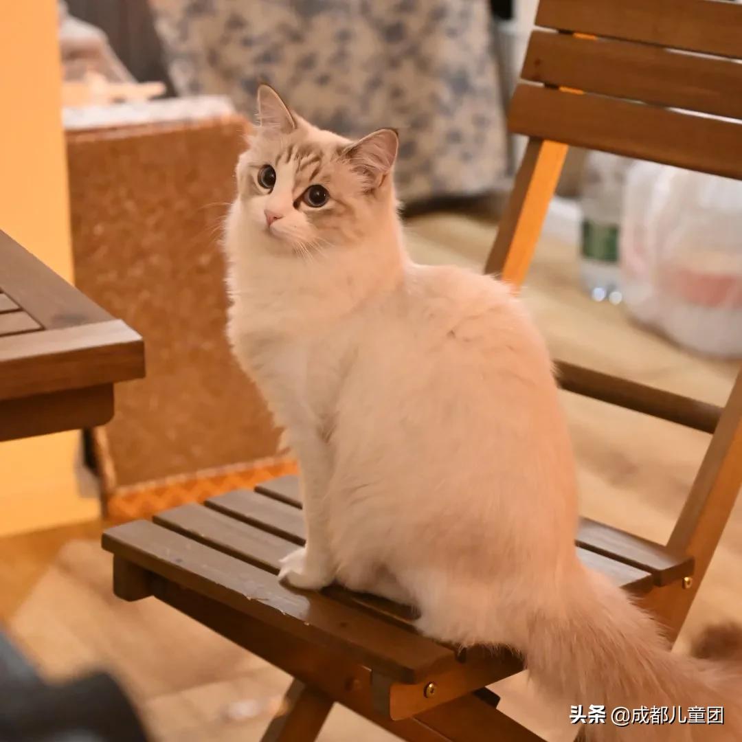 吐司画diy,diy土司面包画画