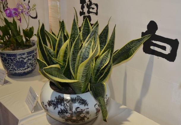 打完豆浆的豆渣如何做肥料,豆浆的豆渣能当肥料吗