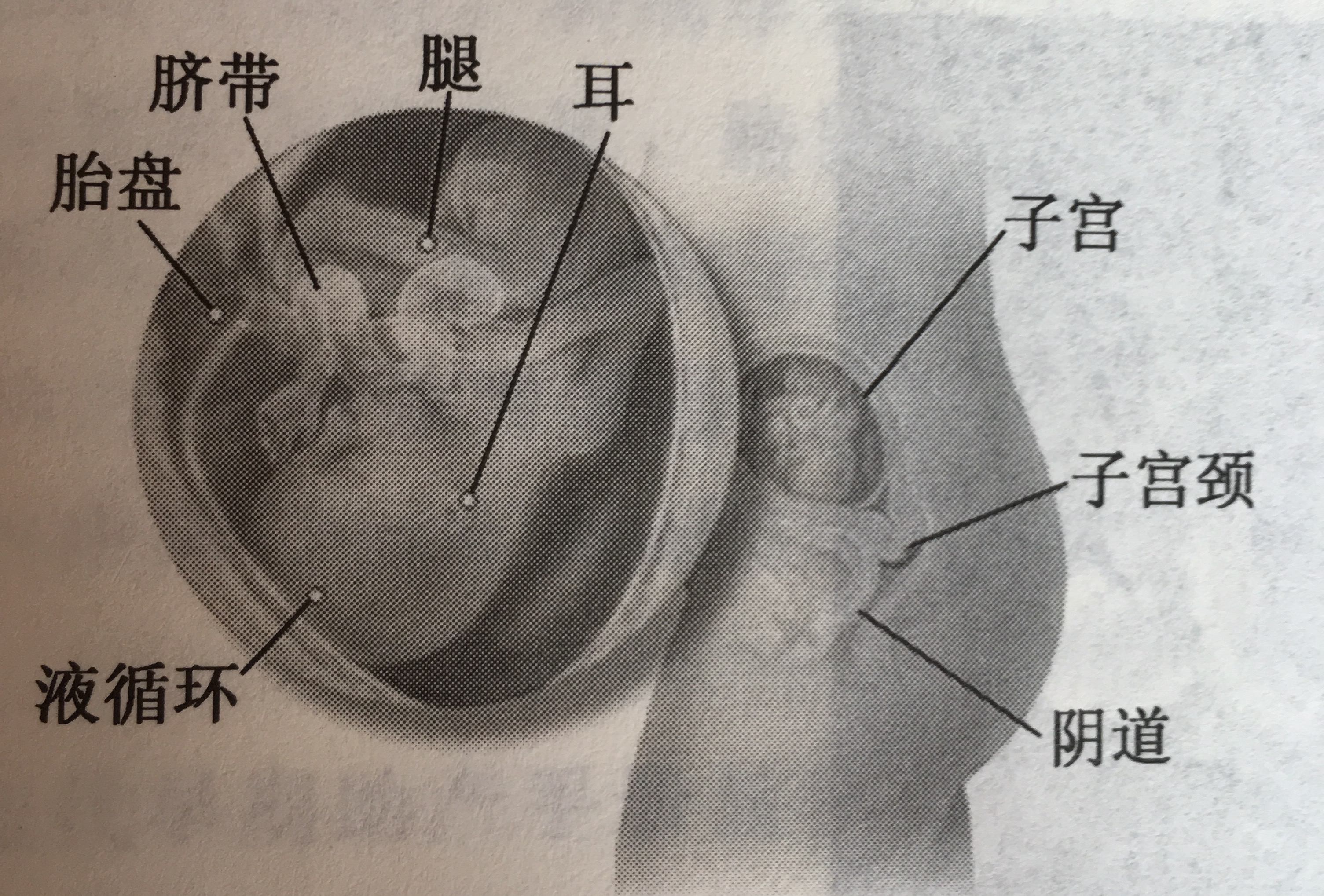 双胞胎胎儿发育过程动画视频,怀孕期间胎儿发育过程的视频