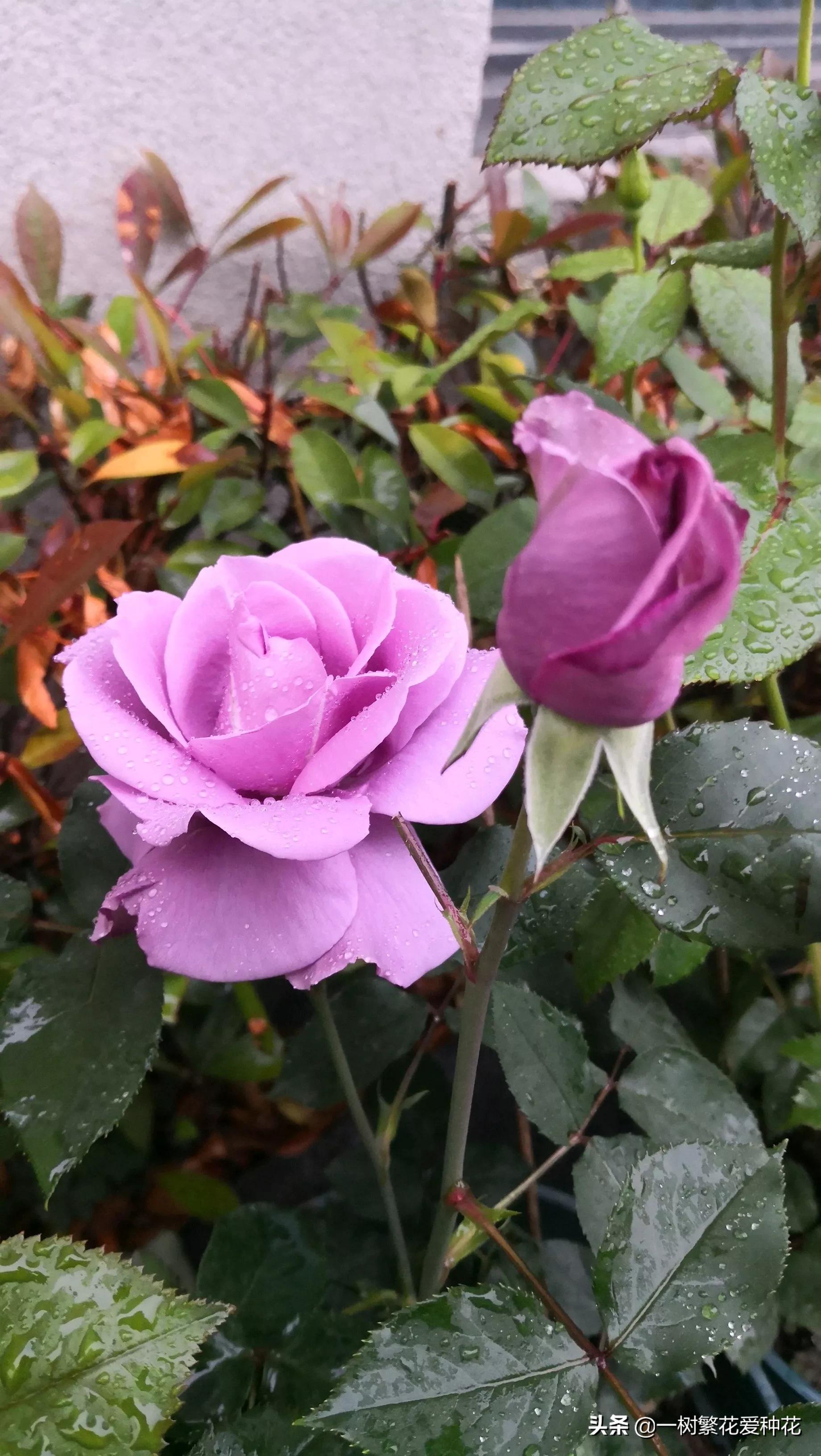 蓝紫青龙月季优缺点,天狼蓝紫月季