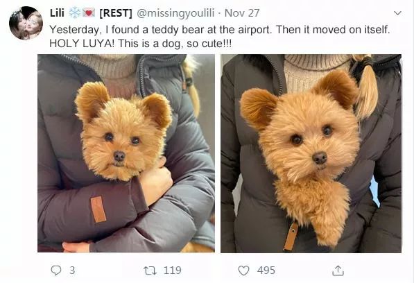 宠物呆萌狗妈妈和小呆萌狗宝宝,宠物与爱的世界