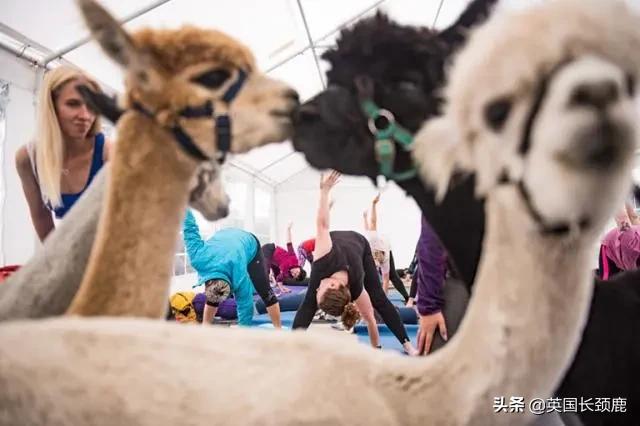 羊驼治愈案例,动物治愈焦虑