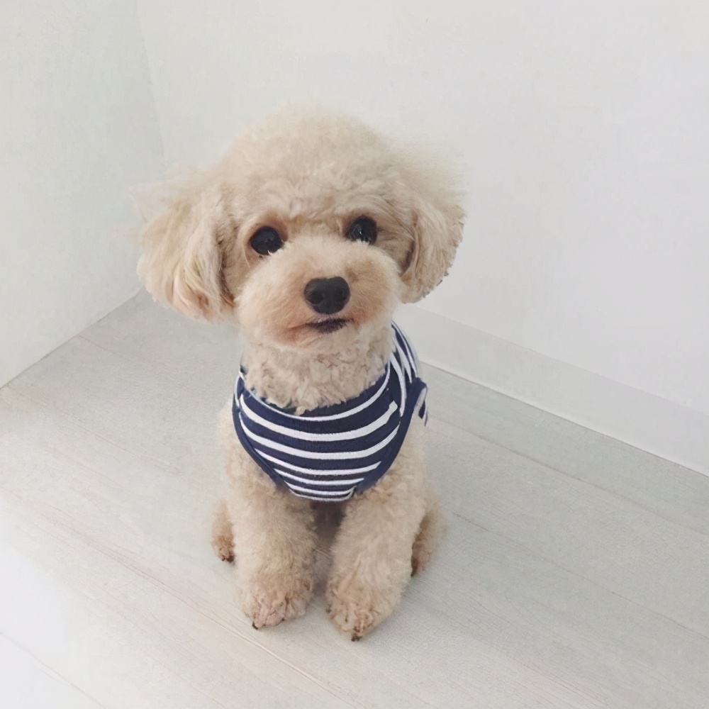 泰迪有哪些不良习惯如何纠正,泰迪的4大忌讳