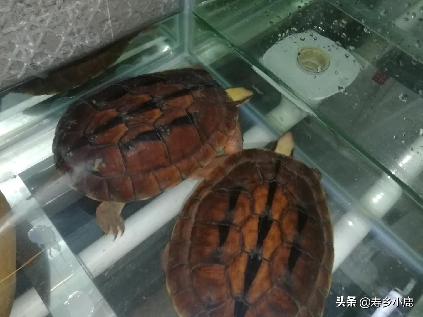 金钱龟和石金钱龟价格差那么多,金钱龟成龟2019价格