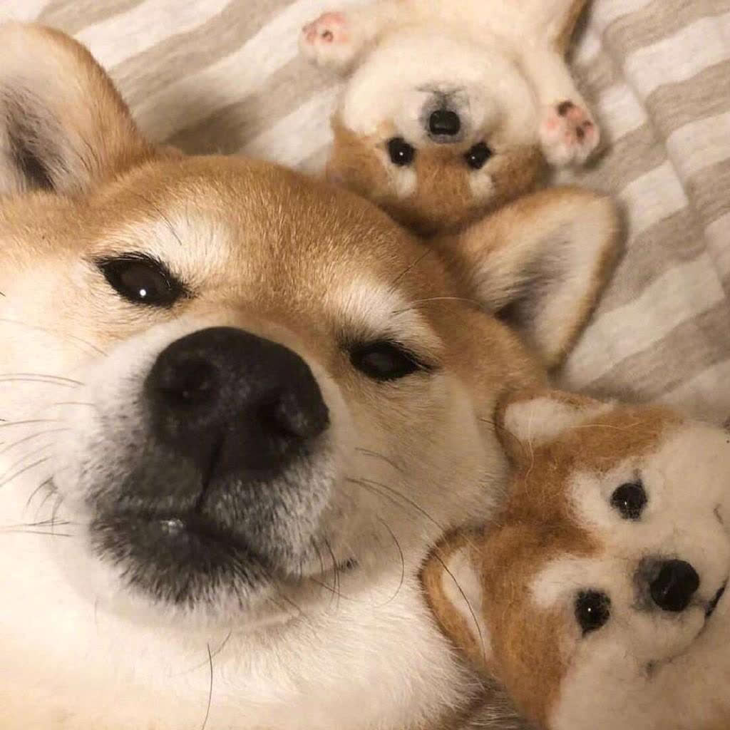 狗狗刚生出的宝宝需要铲屎官干嘛,狗子生宝宝叫主人