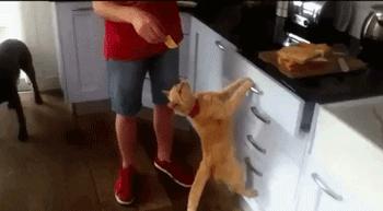 自从有了橘猫,我终于体会到什么叫“十橘九渣”!