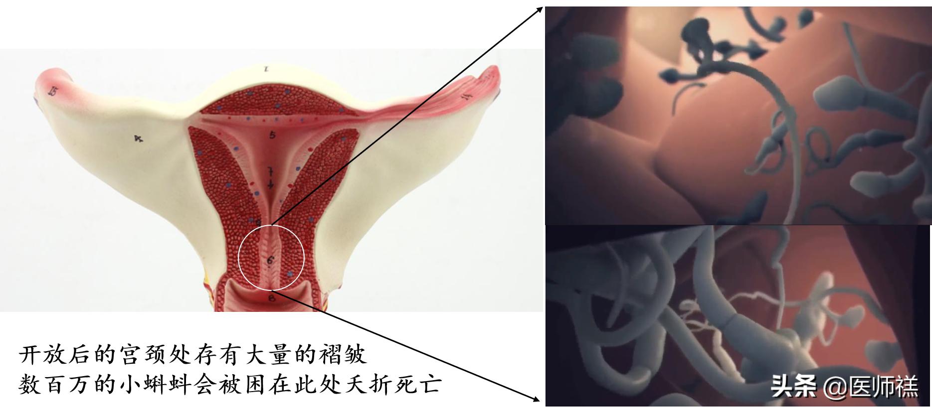 备孕期间要清醒！同房后倒立增加受孕率？尝试这些办法或许更高效