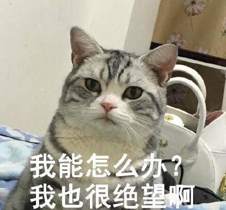美短虎斑猫咪的品种,美国短毛猫虎斑价格