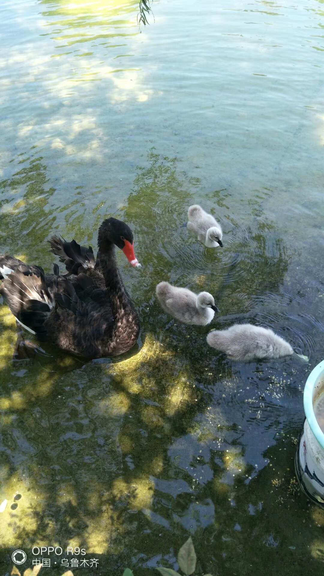 绿地城二期绿化乌鲁木齐,乌鲁木齐中海万锦公馆绿化环境