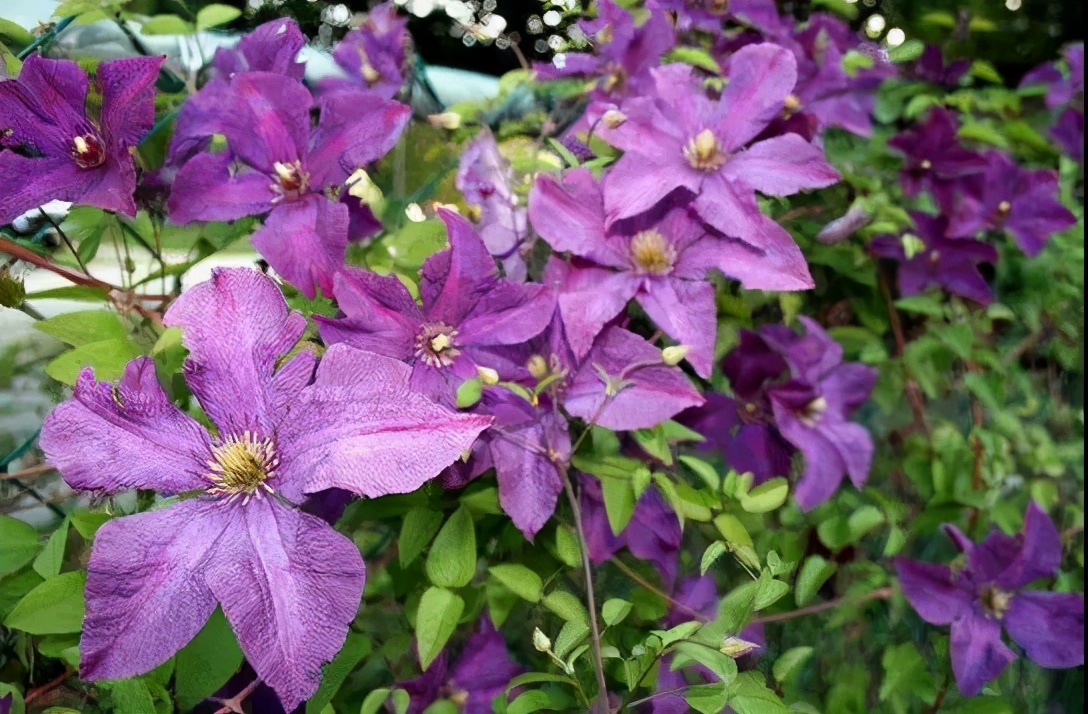 铁线莲怎么养护比较好,铁线莲养护方法及注意事项