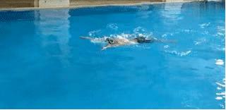 蛙泳怎样才游得又快又好,蛙泳怎样游得又标准又快