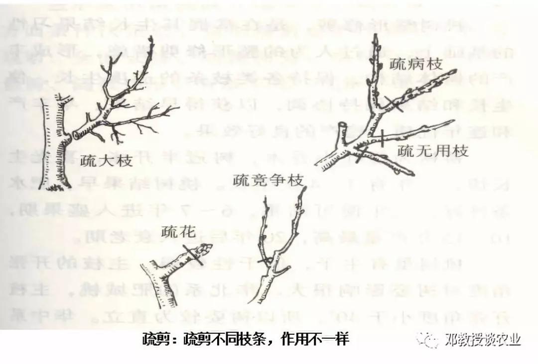 学会修剪盆景,学会修剪花枝