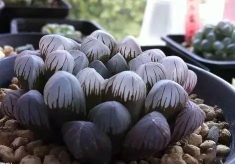 多肉早安图片大全,多肉大全100图