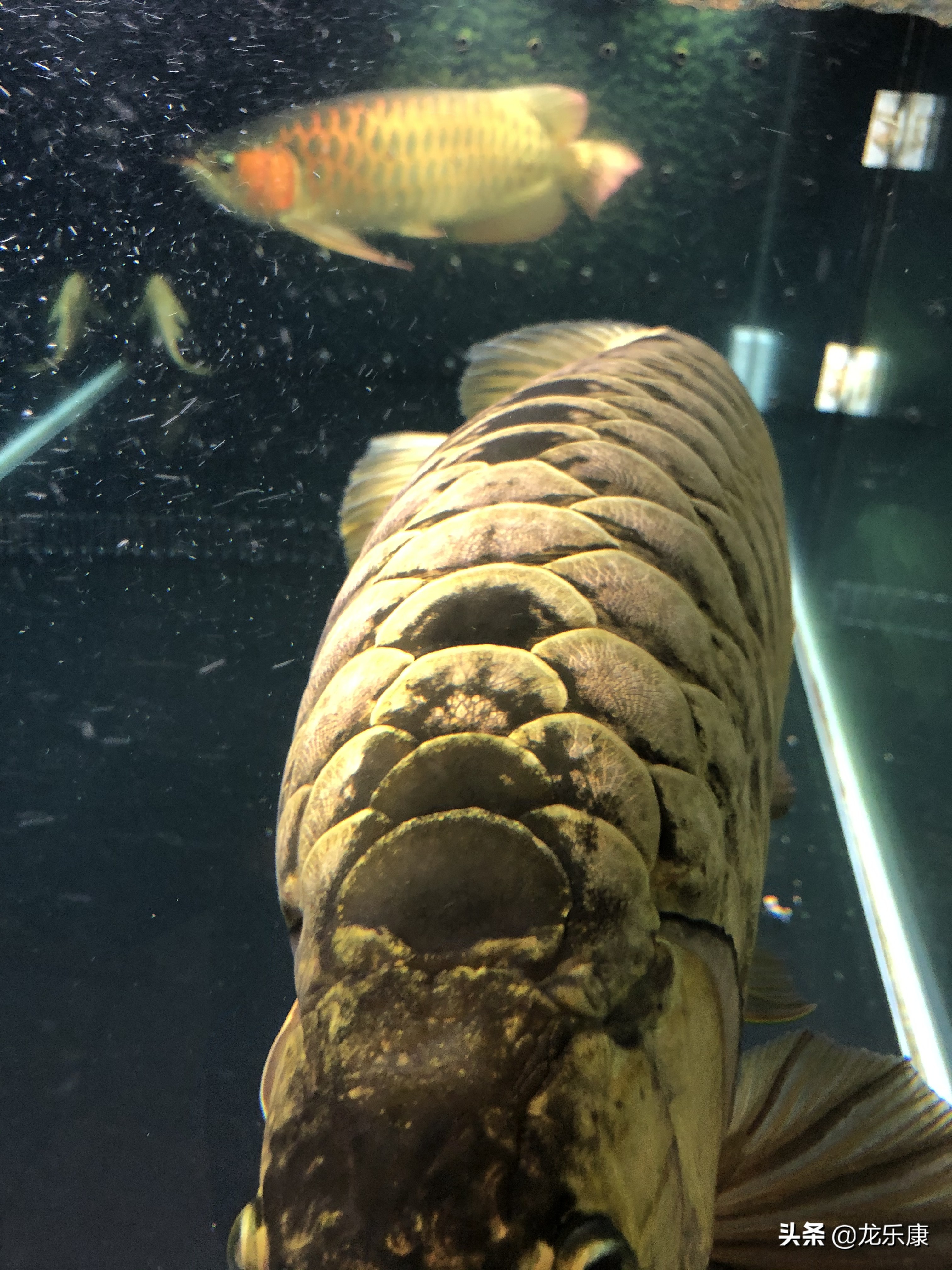 怎么形容龙鱼专业术语,龙鱼介绍