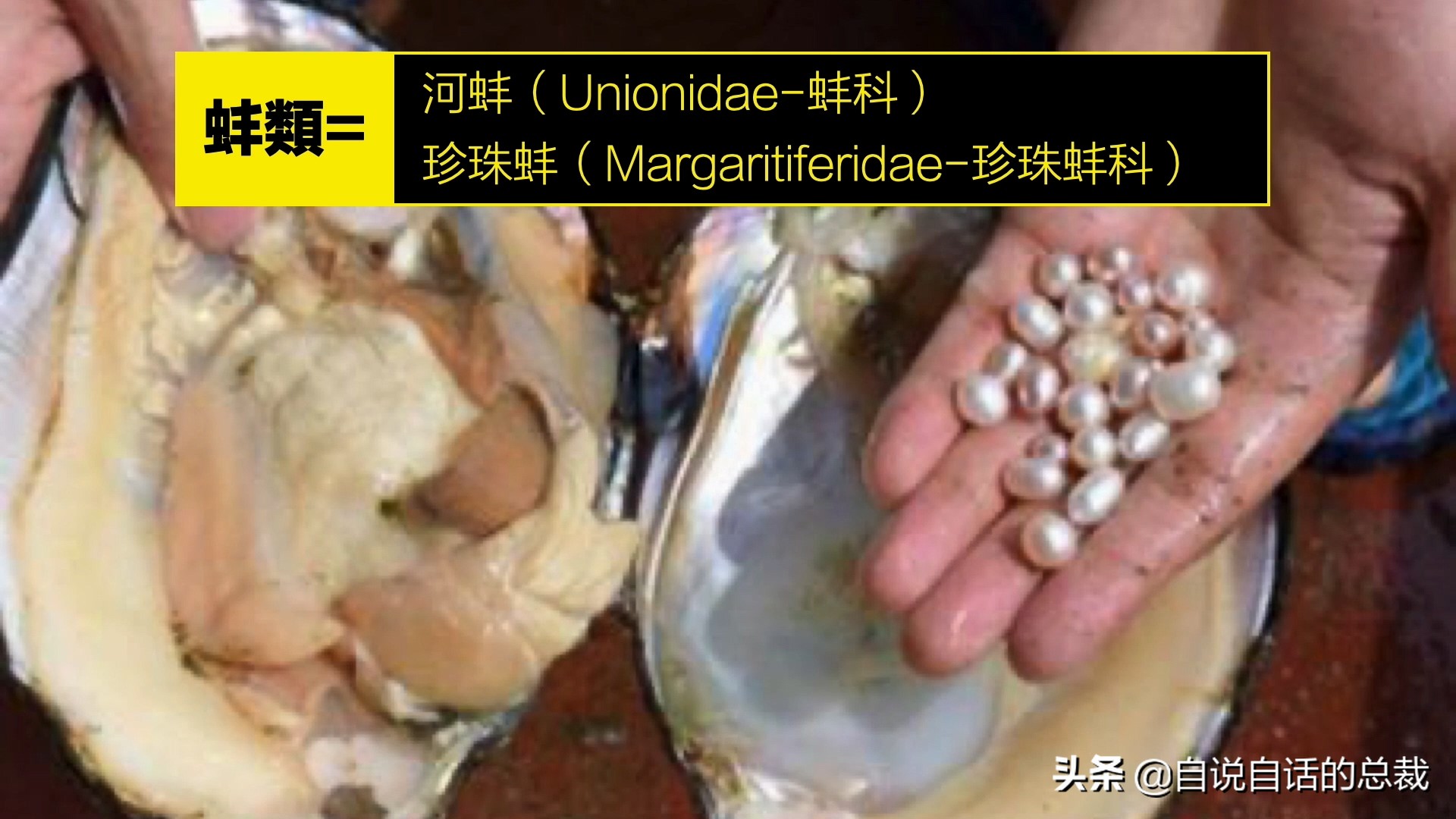 海鲜蛤蜊与蛤蜊区分,蛏子与小人蚬的区别