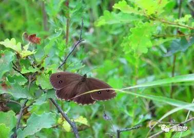 90后童年回忆布谷鸟叫,90后捕鸟