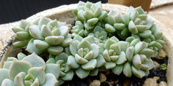 白牡丹黑腐怎么办,白牡丹太高怎么办