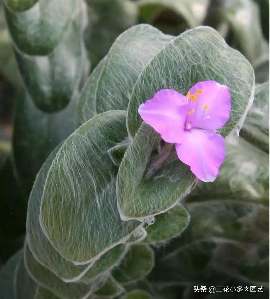 365种·常见花卉图谱，观果和多肉植物收藏篇