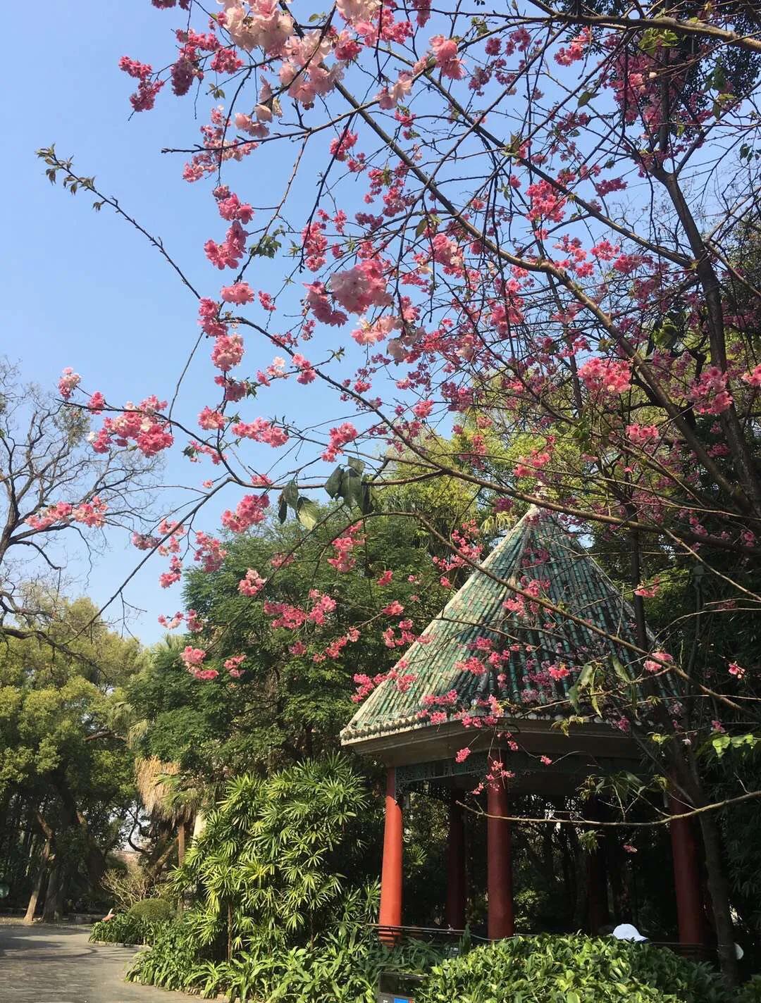 现在的柳侯公园,柳侯公园柳侯祠介绍