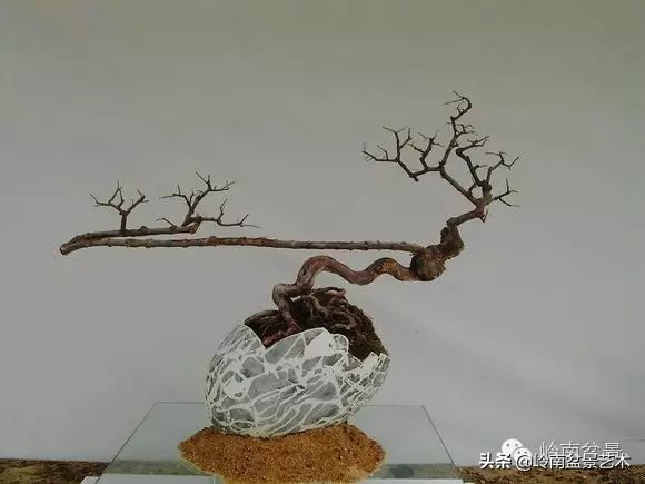 雀梅盆景下山桩如何栽,雀梅提根盆景老桩欣赏