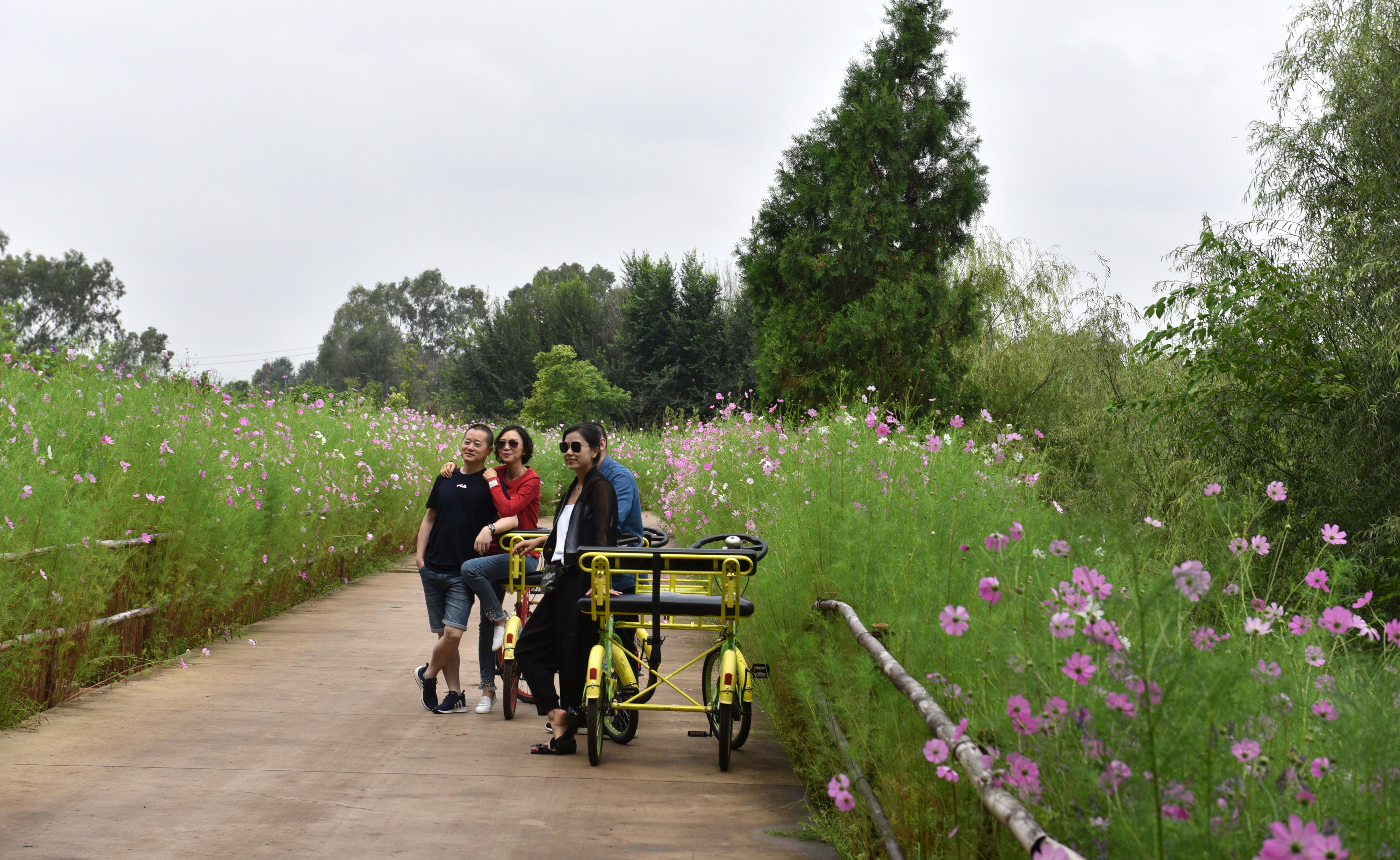 昆明这里有2000米竹林道，1500亩荷塘，300亩薰衣草花海，免门票