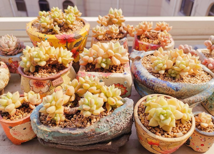 养多肉的感悟熬过冬季,象牙多肉养护方法