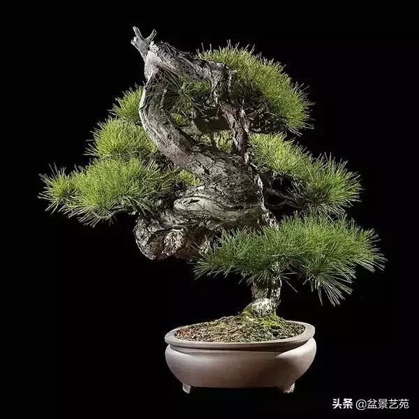 西泠印社砚台最高价拍卖记录,杭州西泠拍卖盆景